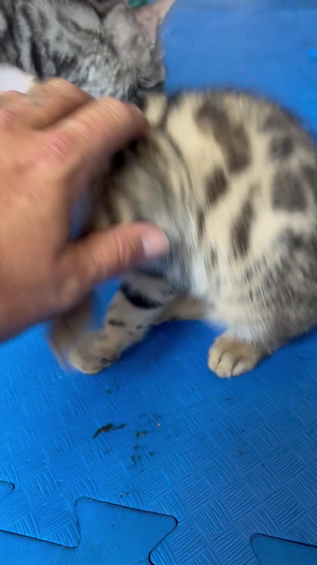 Bengal cats for sale: Beautiful Bengal Kittens for Sale, Pure Bengal Mum - Video 2
