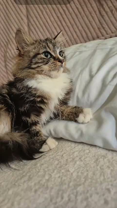 Mixed Breed cats for sale: Beautiful mixed breed fluffy girl  in Birmingham - Video 4