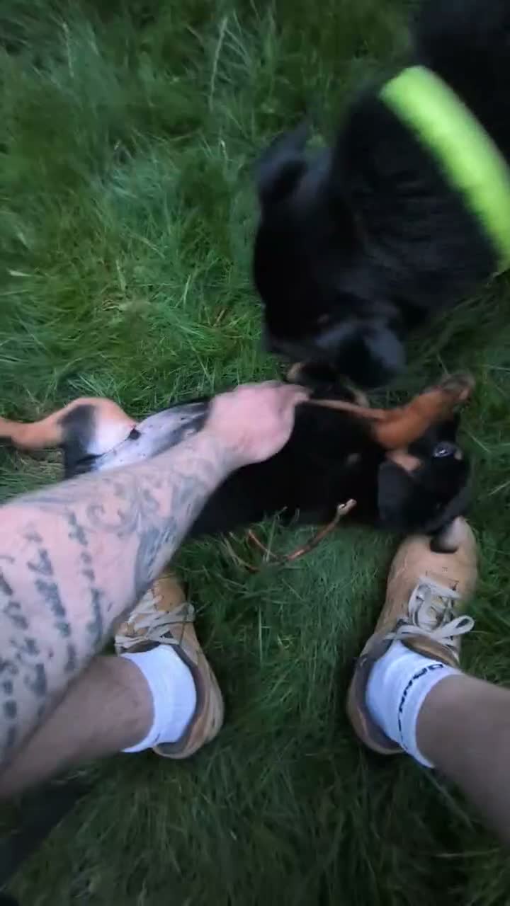 Rottweiler dogs for sale: KC Reg Male Rottie pup - Video 1