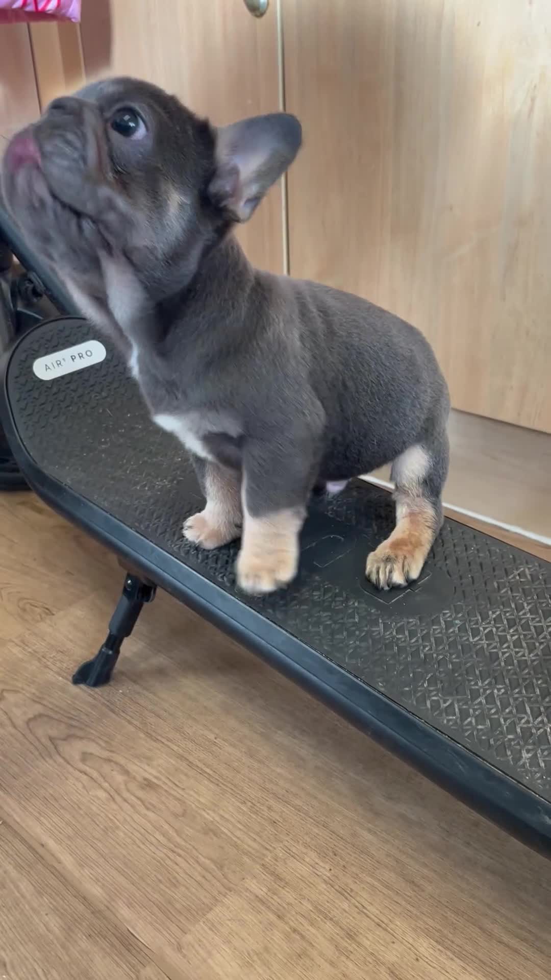 French Bulldog dogs for sale: French bulldog full pink, blue tan pink carrier  - Video 1