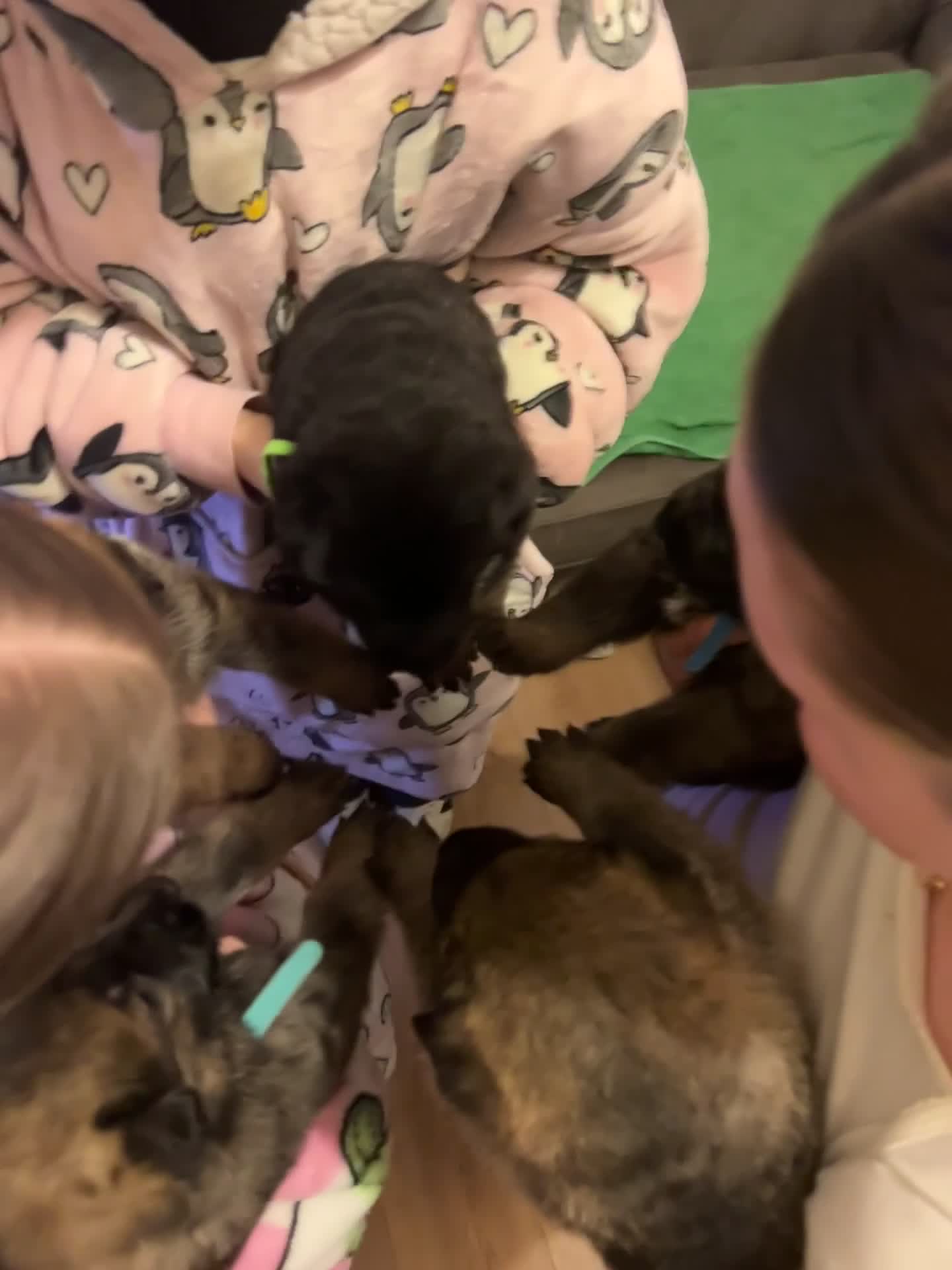 German Shepherd dogs for sale: Beautiful shepherd pups, ALL NOW RESERVED ☺️ - Video 2