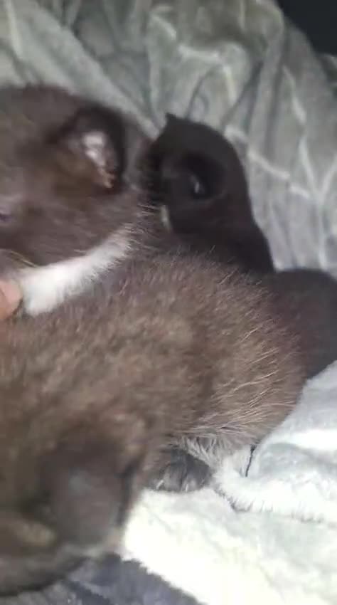 Mixed Breed cats for sale: 3 gorgeous kittens 😸  - Video 1