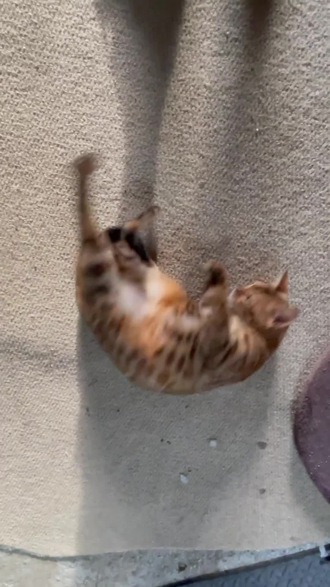 Bengal cats for sale: 2 Sweet Girls NOT spayed  - Video 1