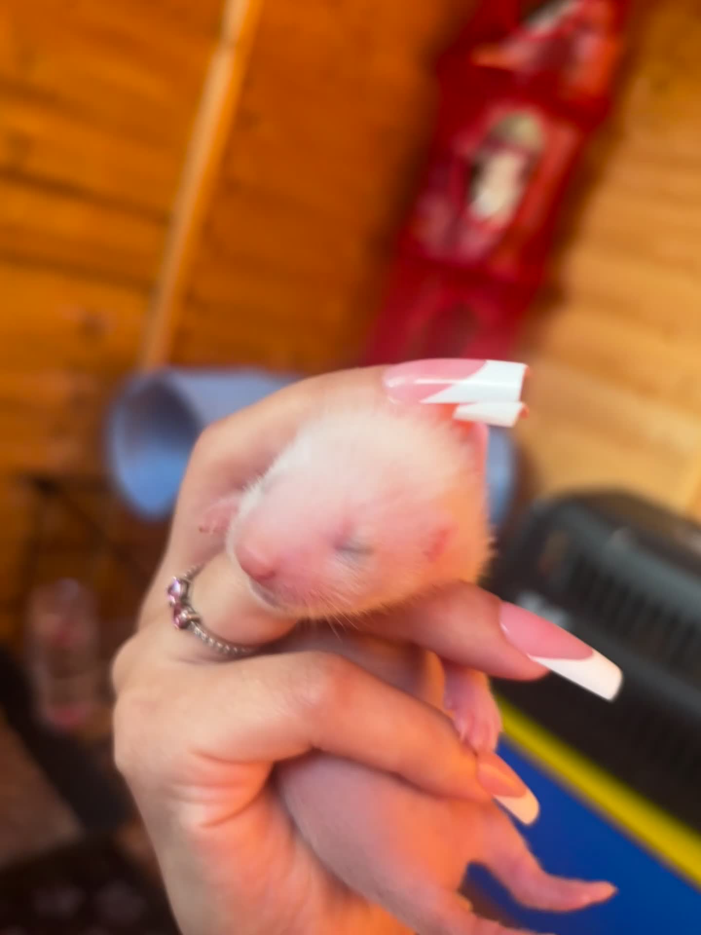 Ferret rodents for sale: Ferret kits for sale (reserve) - Video 2
