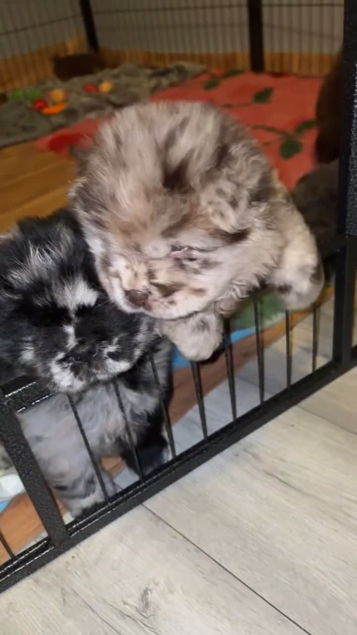Chow Chow dogs for sale: Merle Chow Chow puppies  - Video 1