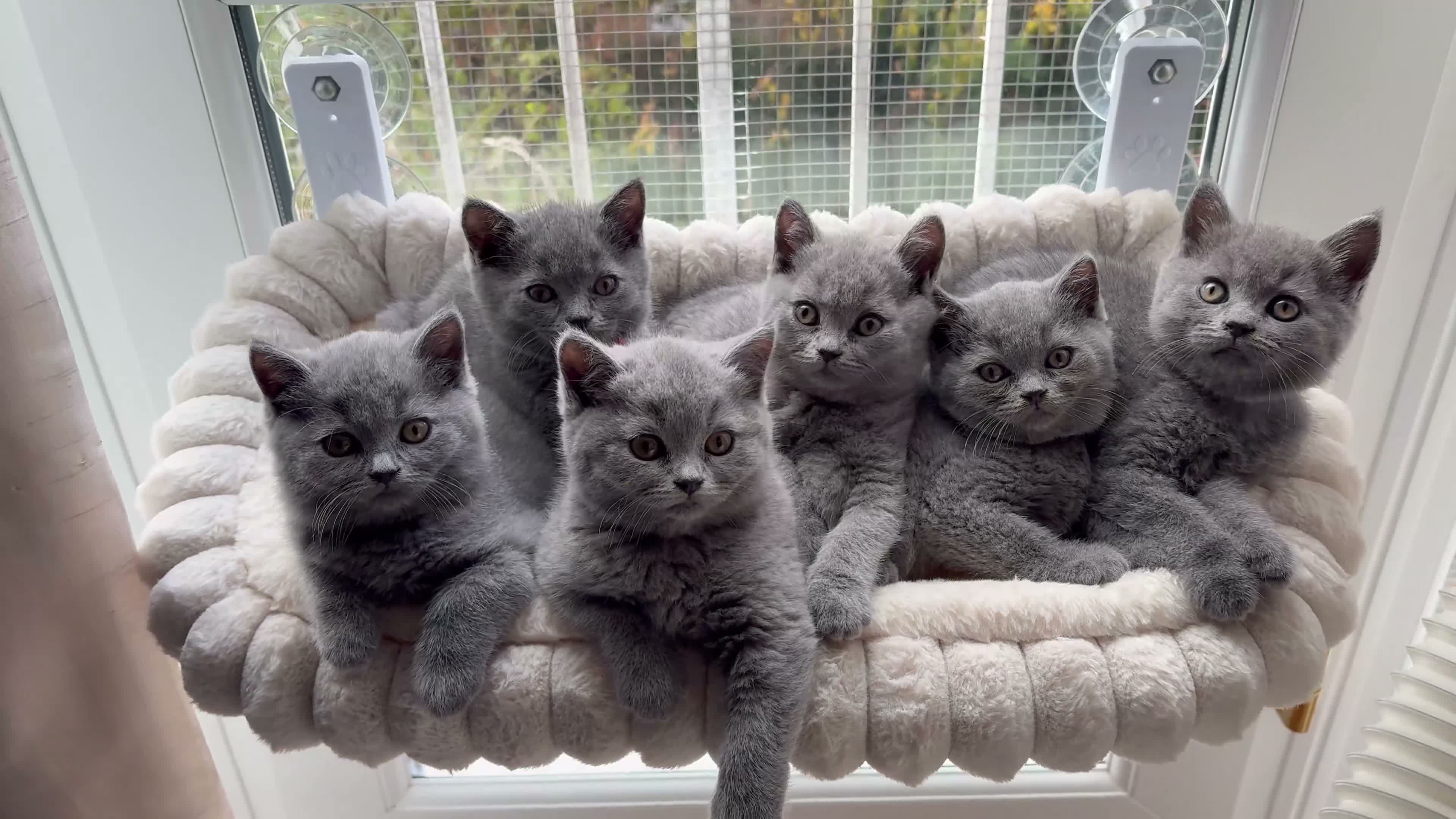 British Shorthair cats for sale: British Shorthair Blue Kittens  - Video 1