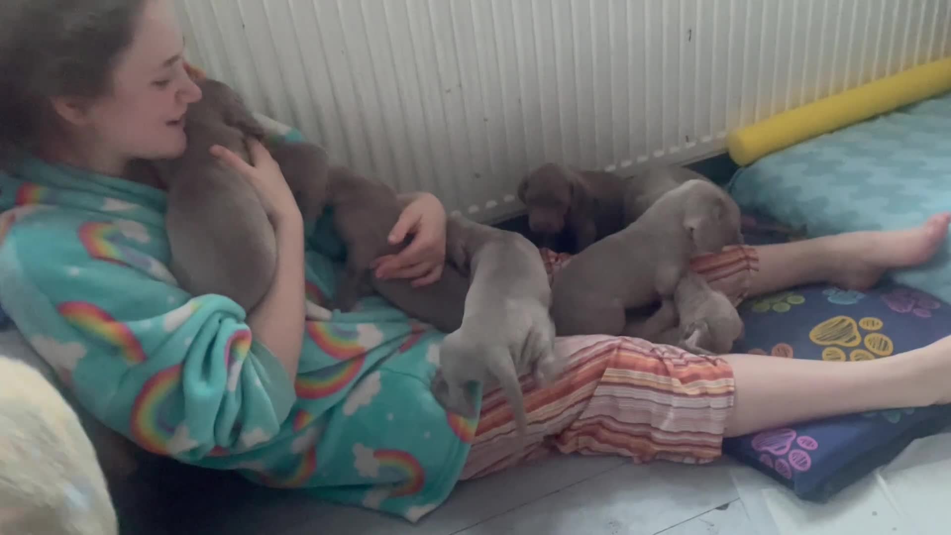 Weimaraner dogs for sale: KC registered Silver puppies - Video 4