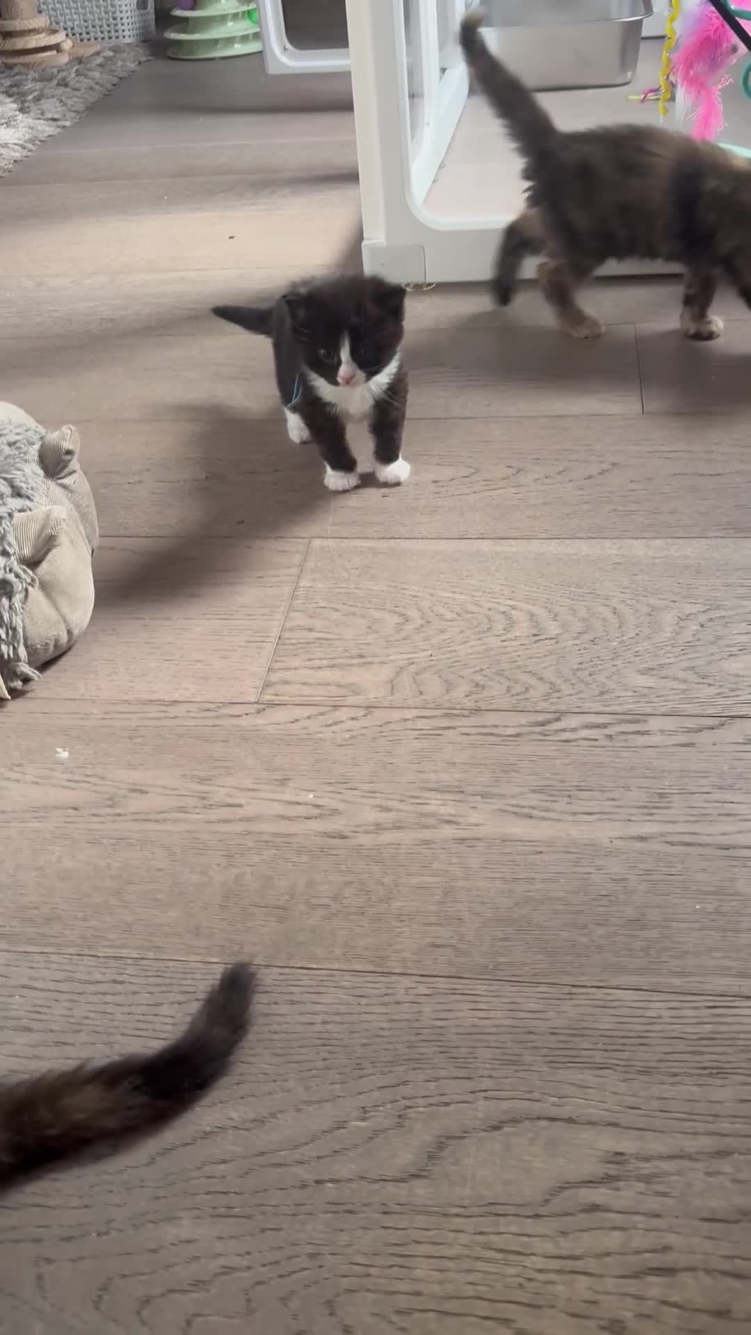 Persian cats for sale: 🤎Persian,Maincoon🤎 - Video 2