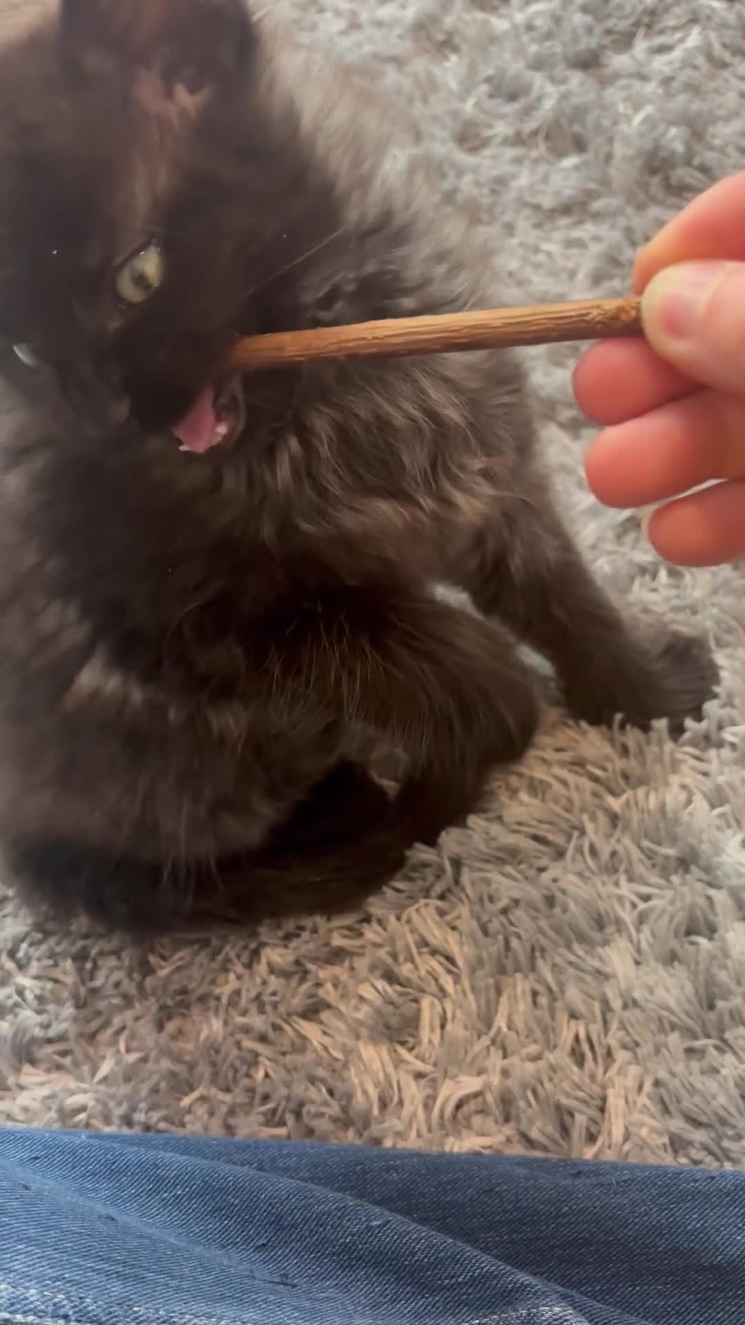 Maine Coon cats for sale: Stunning Maine Coon Kittens  - Video 3