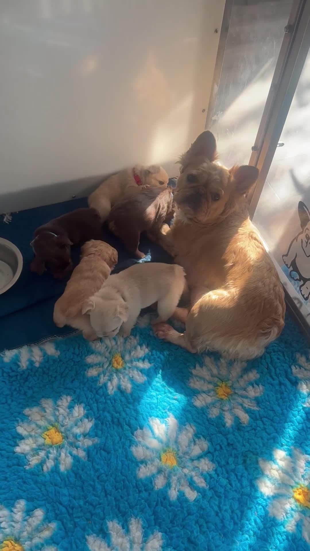 French Bulldog dogs for sale: Last adorable female cream Fluffy French Bulldogs  - Video 1