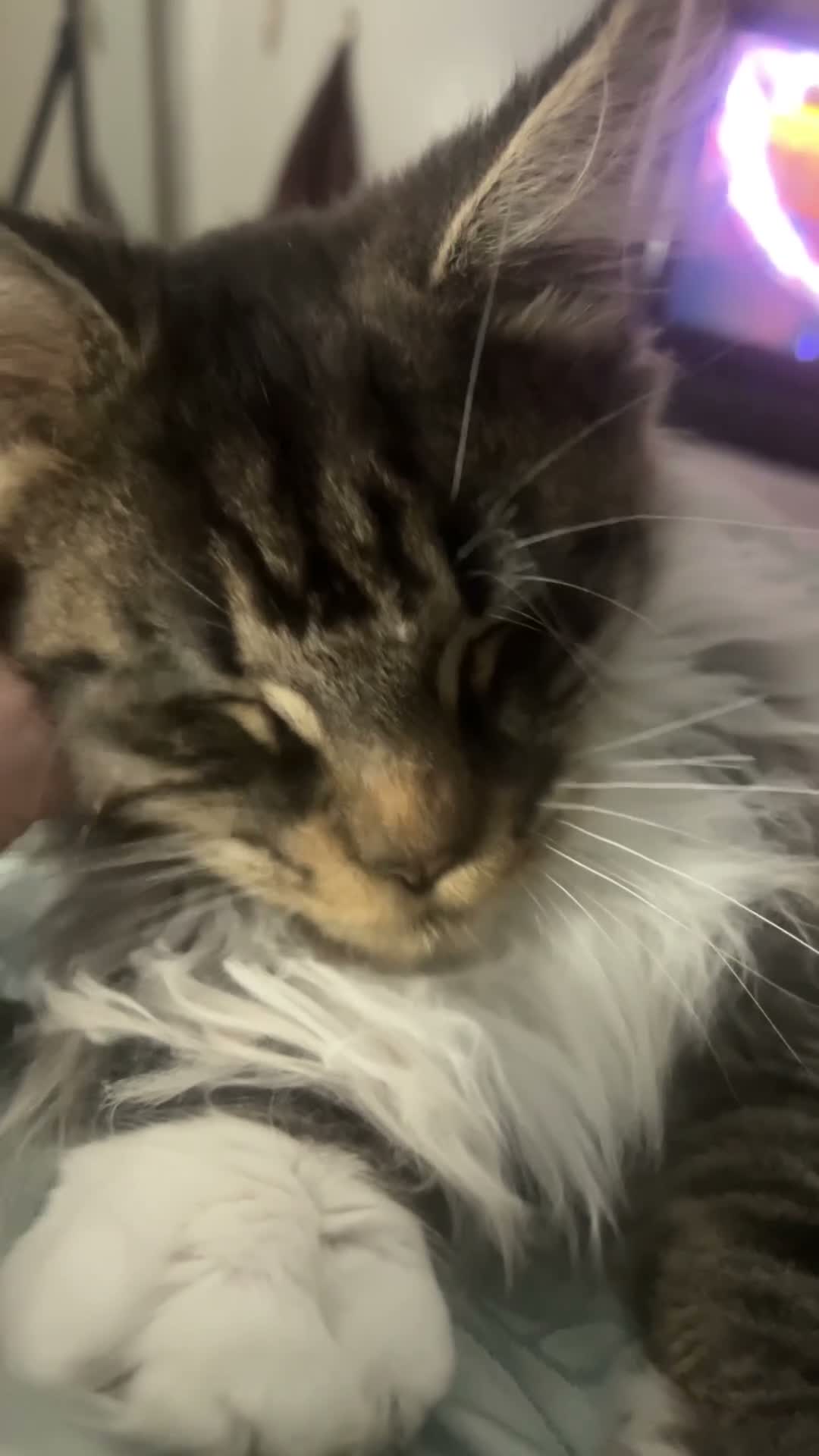 Maine Coon cats for sale: Mainecoon babies available to the best homes only in Wallasey - Video 1
