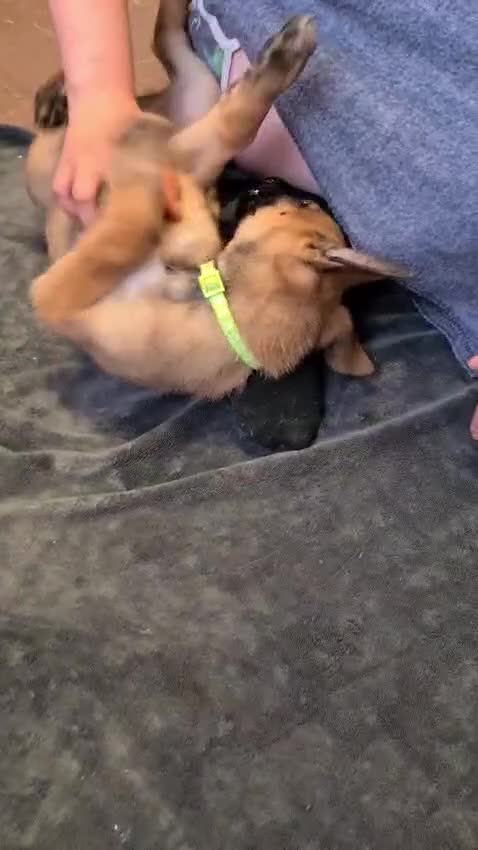 Belgian Shepherd Dog dogs for sale: Reduced Ready to leave  - Video 2