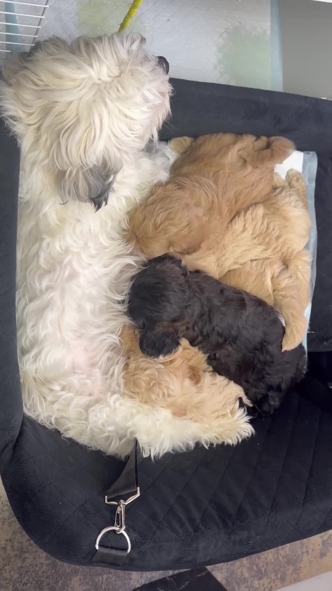 Shihpoo dogs for sale: Cute Shihpoo x Toy poodle puppies  in Stockport - Video 3