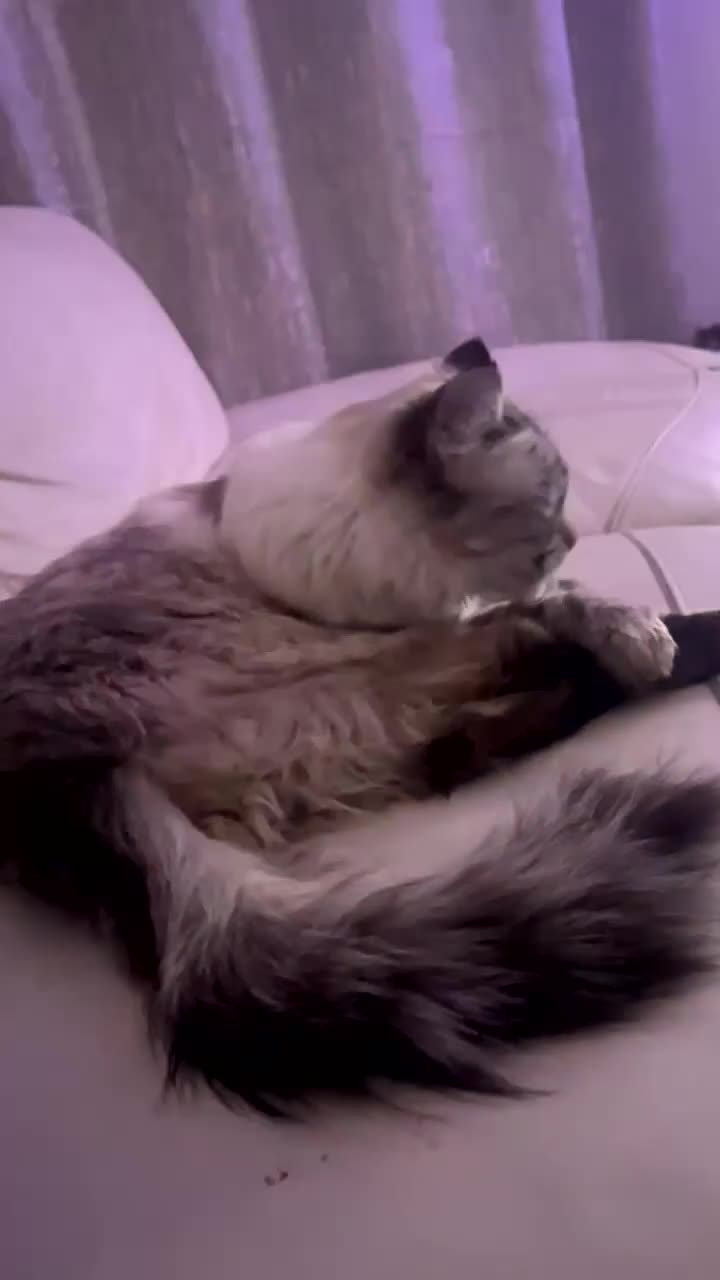 Ragdoll cats for sale: Blue eyed Ragdoll in Manchester - Video 1