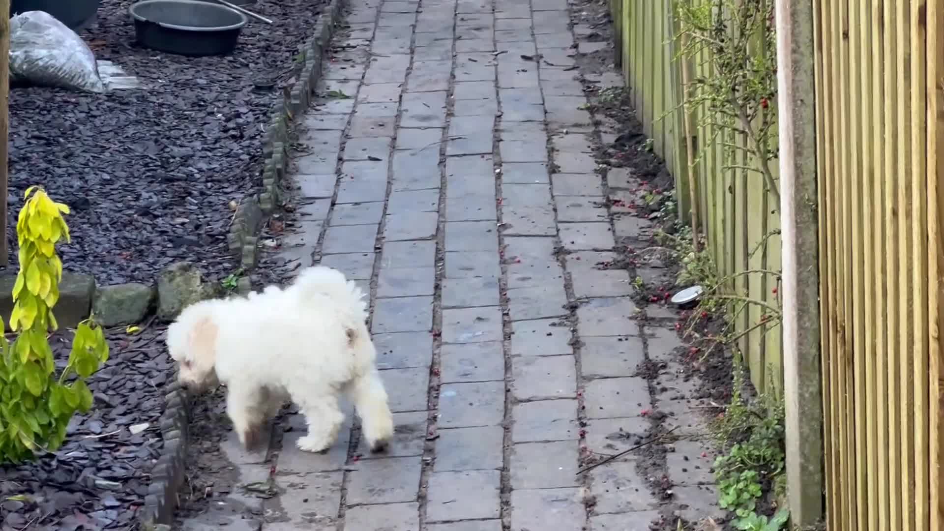 Bordoodle dogs for sale: F1b Bordoodle, extensive genetic test clear  - Video 1