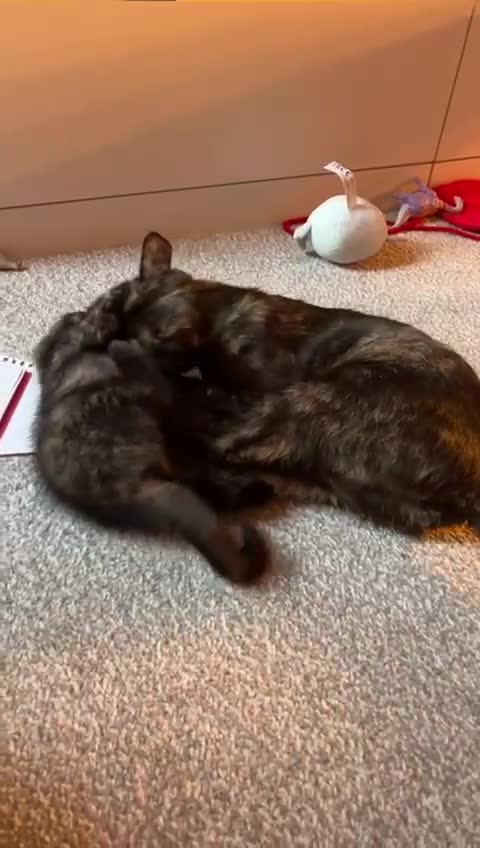 Scottish Fold cats for sale: Affordable colour fold kittens  - Video 1