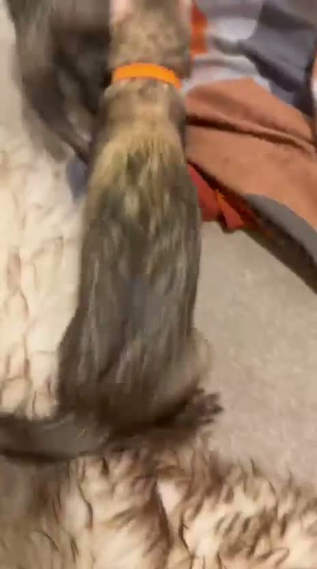 Ferret rodents for sale: Two Friendly Male Ferrets with Cage & Toys - Video 3