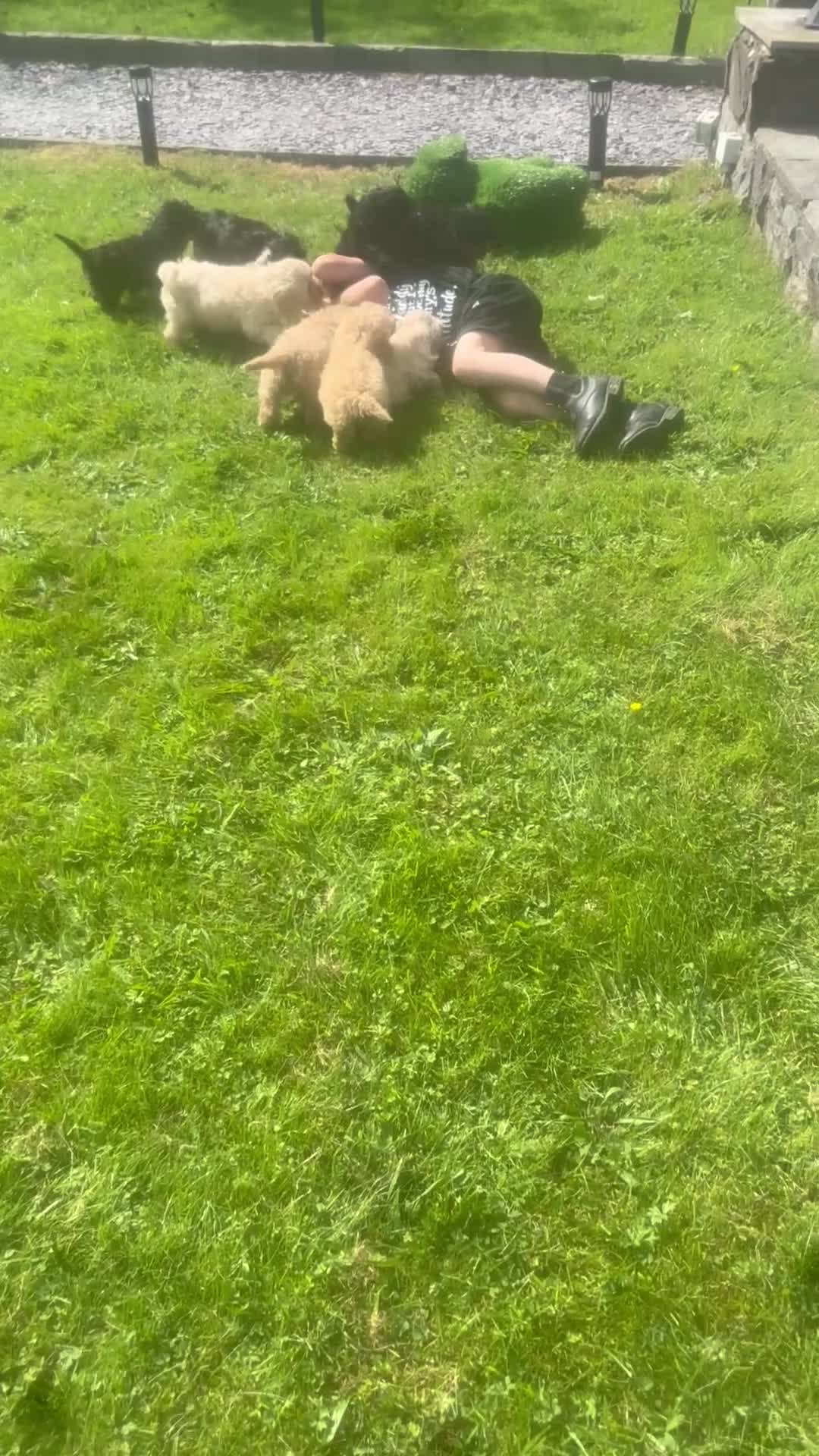 Cockapoo dogs for sale: Crazy Cockapoo puppies    - Video 1