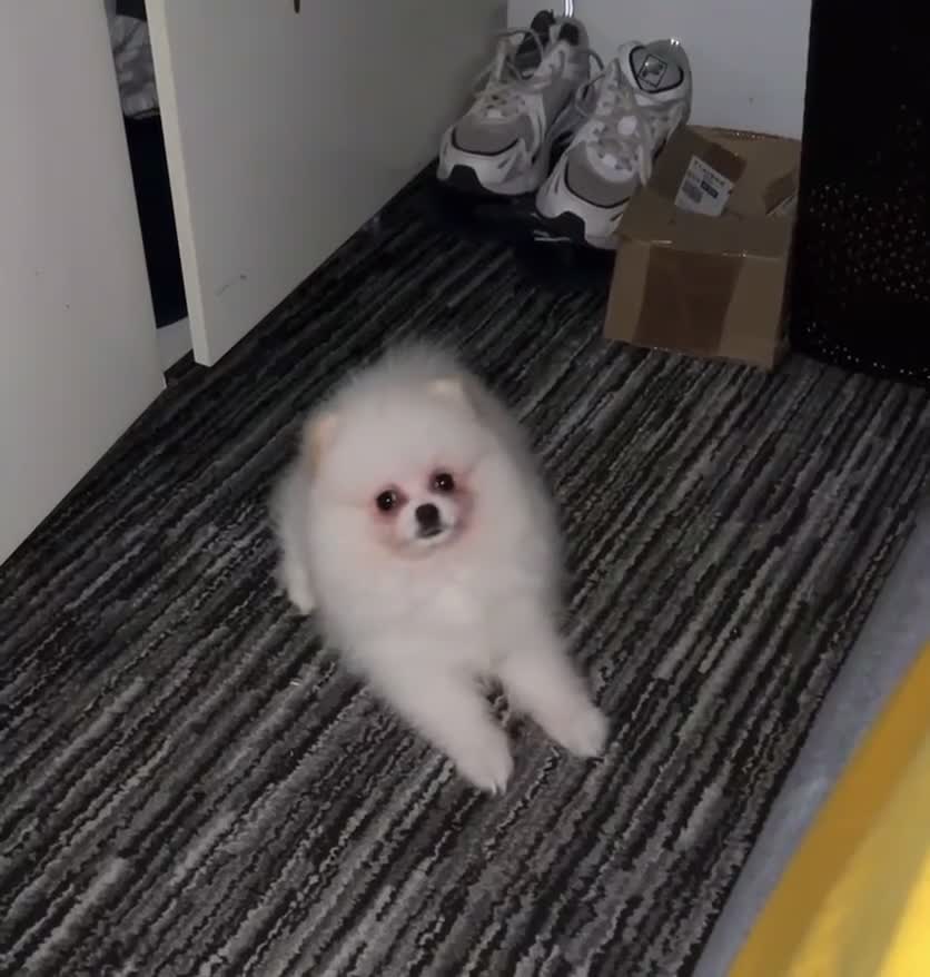 Pomeranian dogs for sale: Cute Pomeranian Ready To Be Rehoused  - Video 1