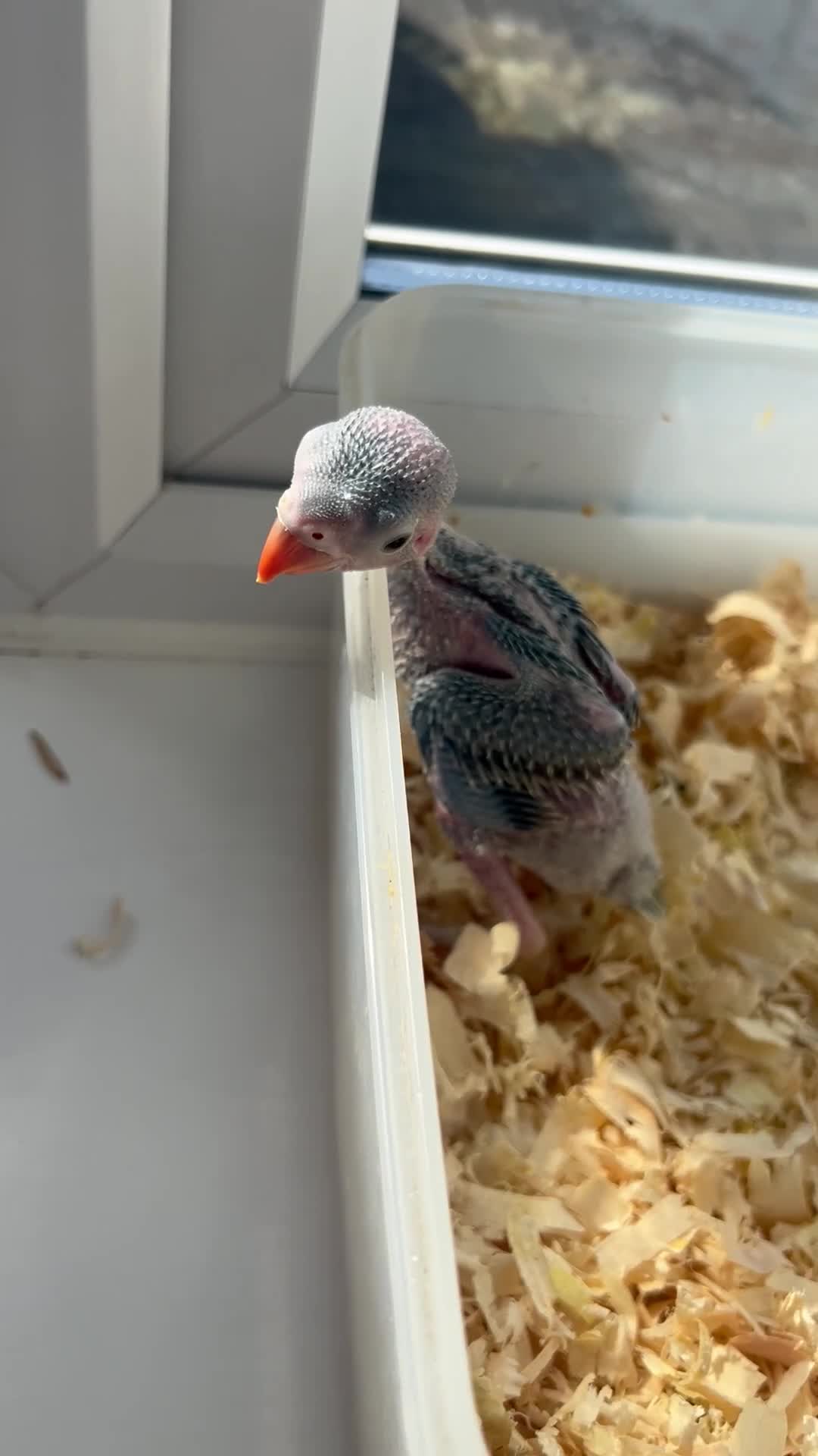 Ringnecks birds for sale:     Super Tame Hand Reared Babies £50 off today !  - Video 2