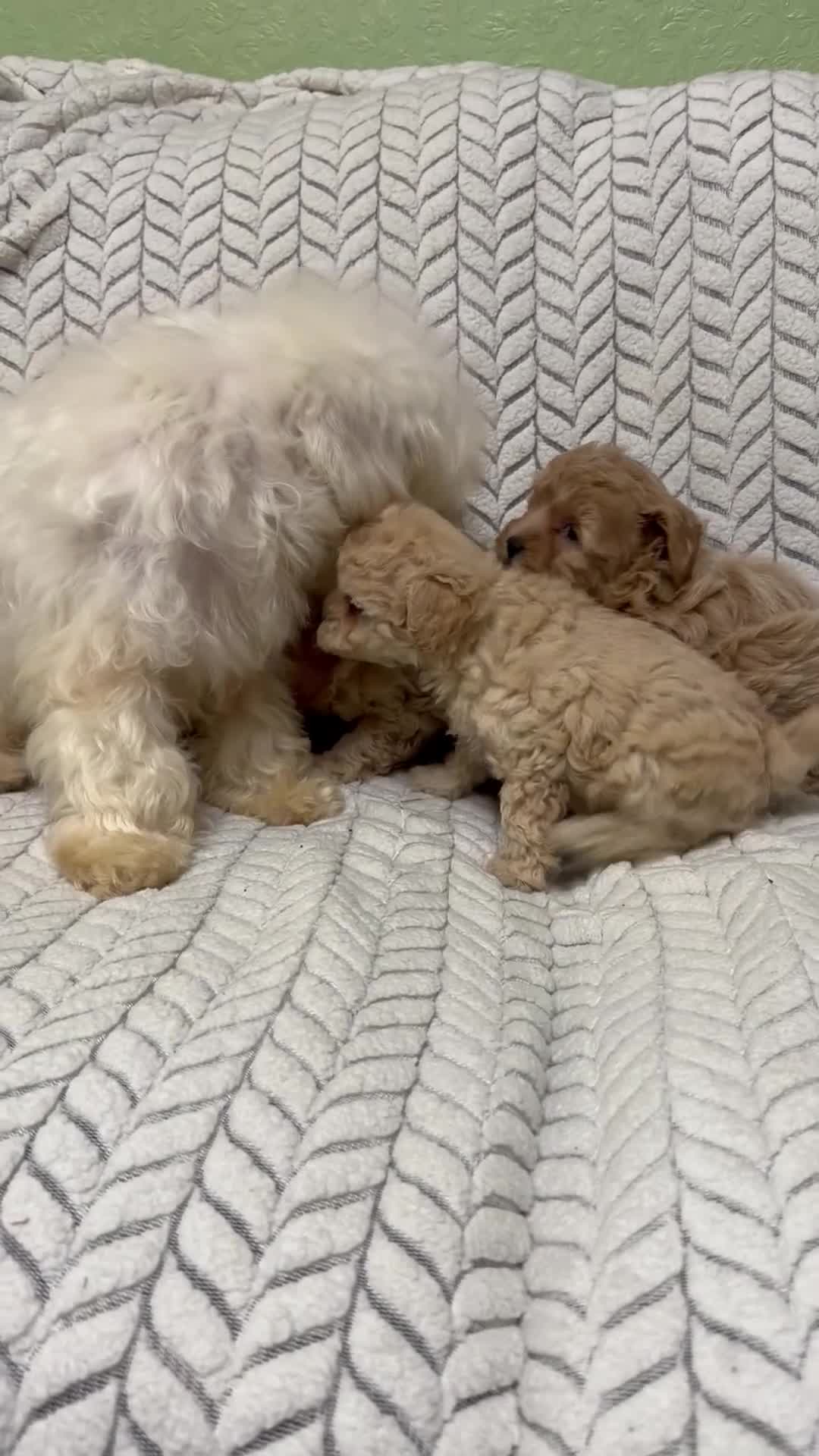 Mixed Breed dogs for sale: 🐾🐾 F1 Bb Maltipoo Puppies Boys and Girls 🐾🐾 - Video 1