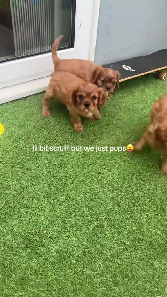 Cavalier King Charles Spaniel dogs for sale: Reg. Cavalier King Charles puppies Ruby colour - Video 2