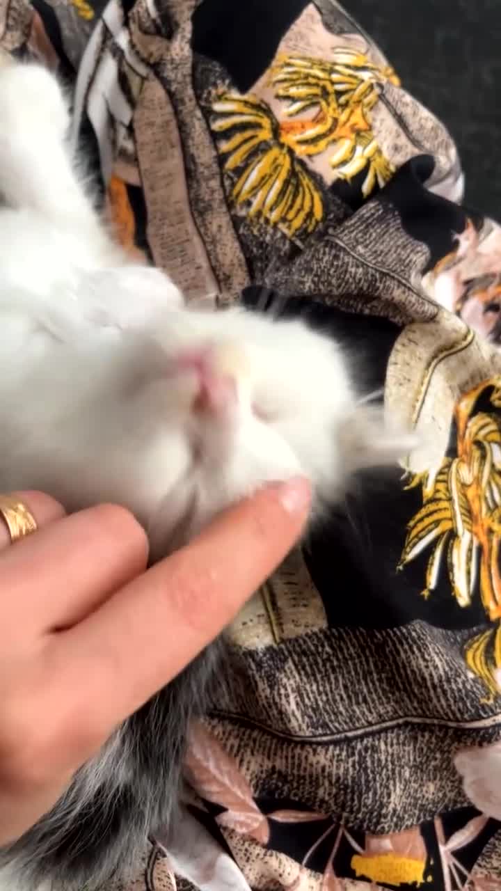 Mixed Breed cats for sale: Free rescued kitten  - Video 1