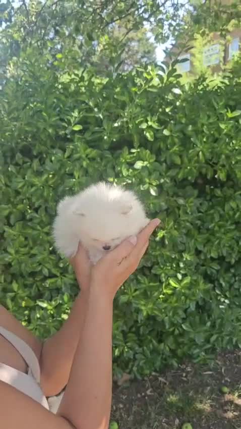 Pomeranian dogs for sale: Amazing cream boy - Video 1