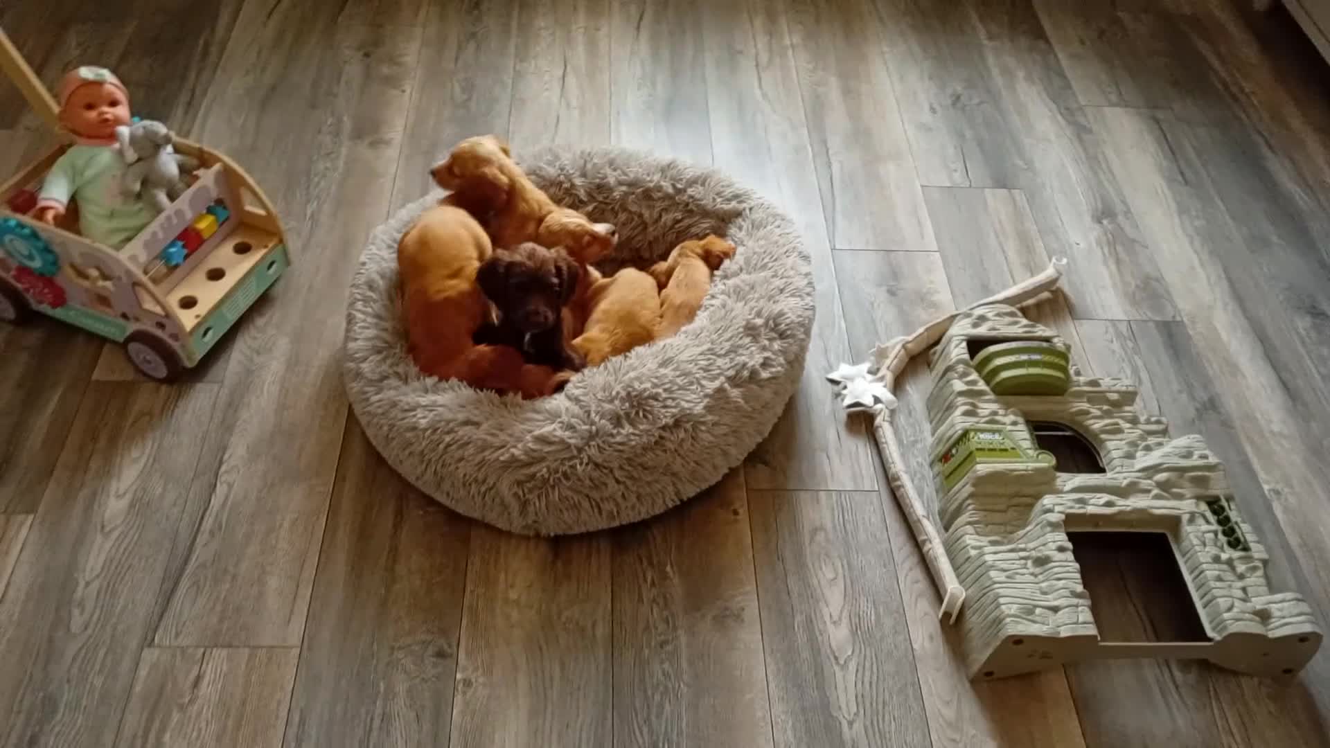 Cocker Spaniel dogs for sale: READY NOW Adorable puppies - Video 1