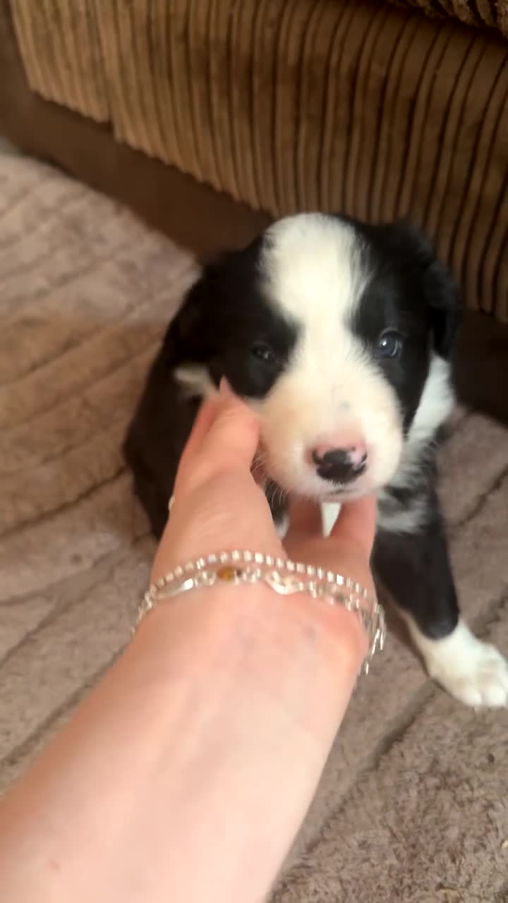 Border Collie dogs for sale: Border collie puppies for sale  - Video 2
