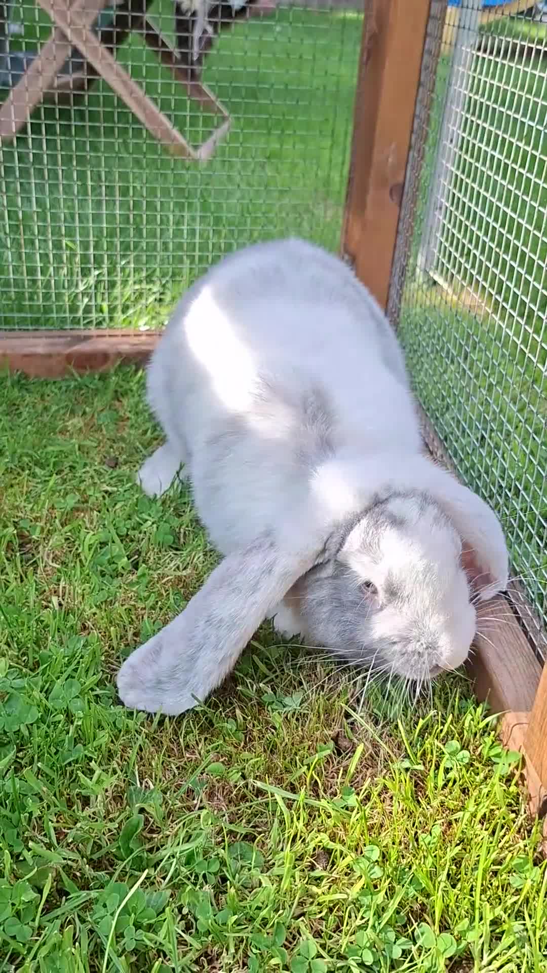 French Lop rabbits for sale: Vaccinated 4mth old doe - Video 1