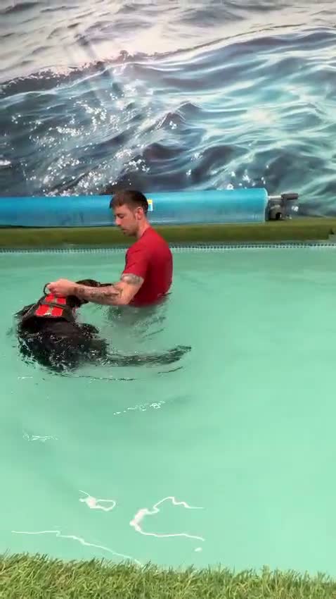 Mixed Breed dogs for adoption: 💙BRUNO💙 : LARGE LOVING YOUNG BOY in Burntwood - Video 1