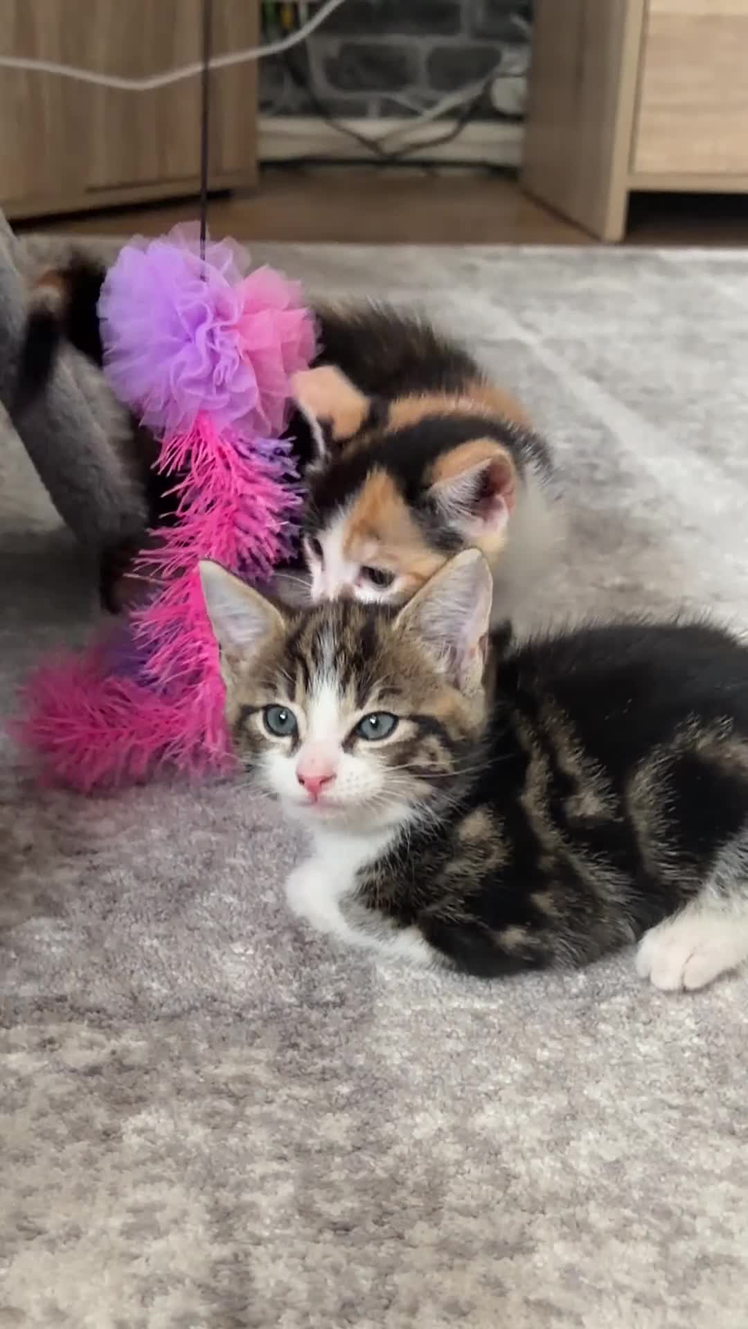 Mixed Breed cats for sale: Tabby Male kitten  - Video 3