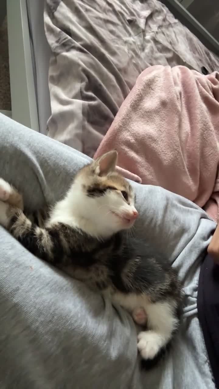 Mixed Breed cats for sale: 4 beautiful kittens  - Video 5