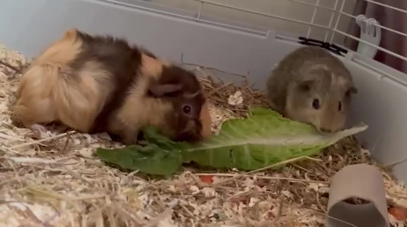 Guinea Pig rodents for sale: 2 male guinea pigs in Sudbury - Video 1