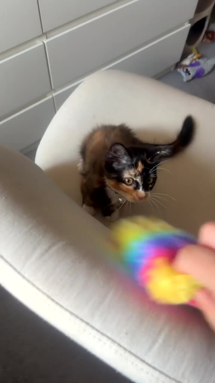 Mixed Breed cats for sale: half ragdoll kittens  - Video 4