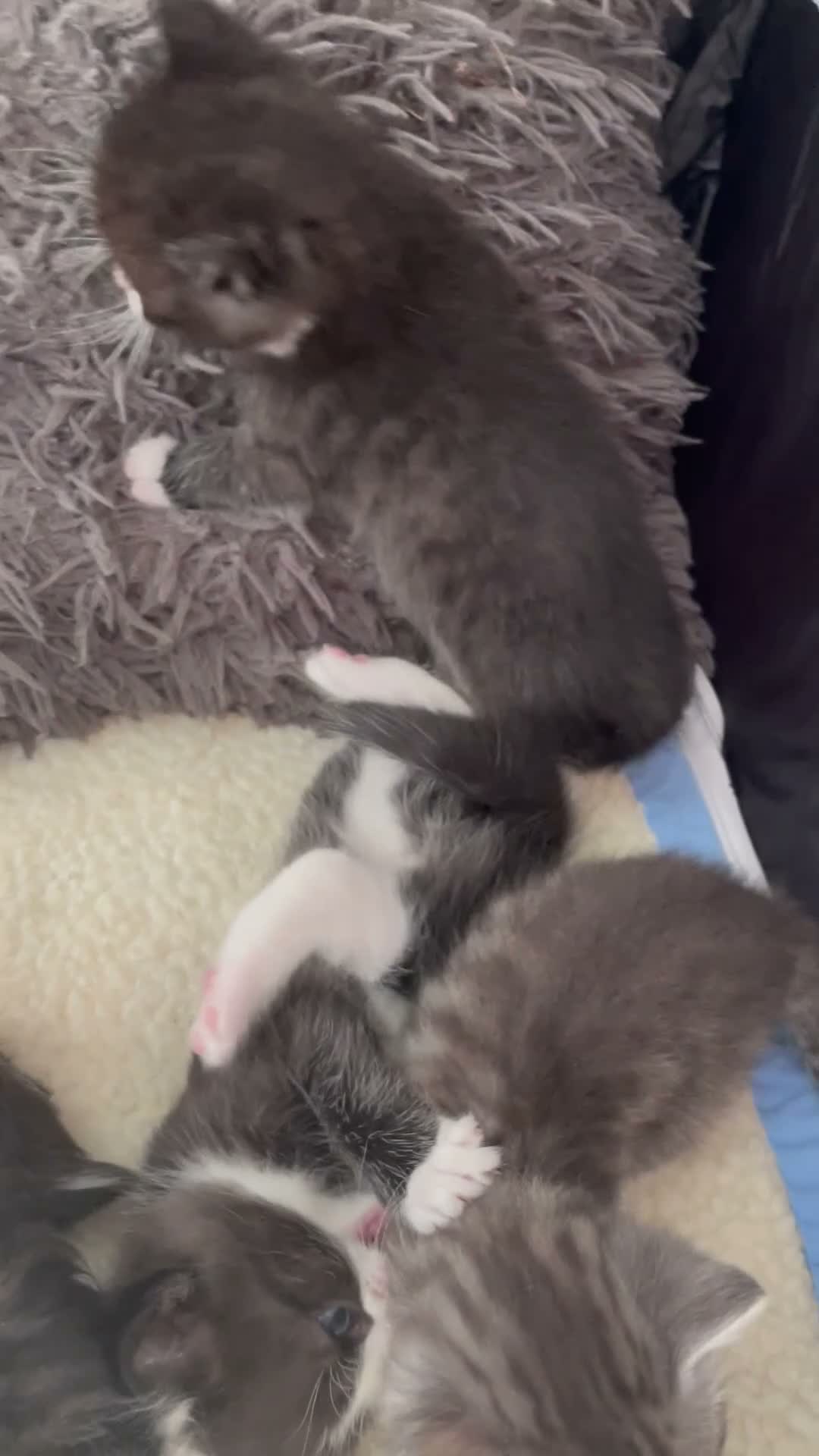 Mixed Breed cats for sale: Adorable Kittens in Lymington - Video 1