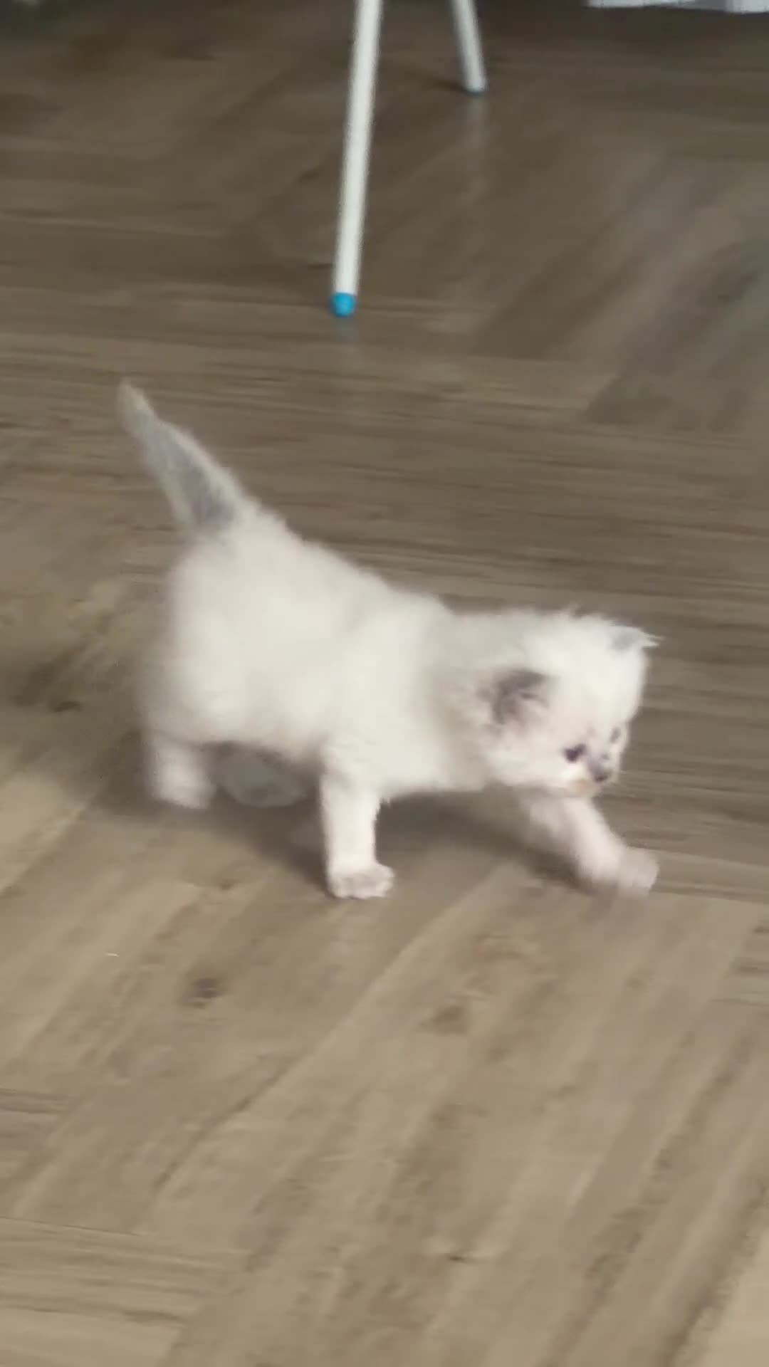 Ragdoll cats for sale: GCCF Ragdoll Kitten - Video 1