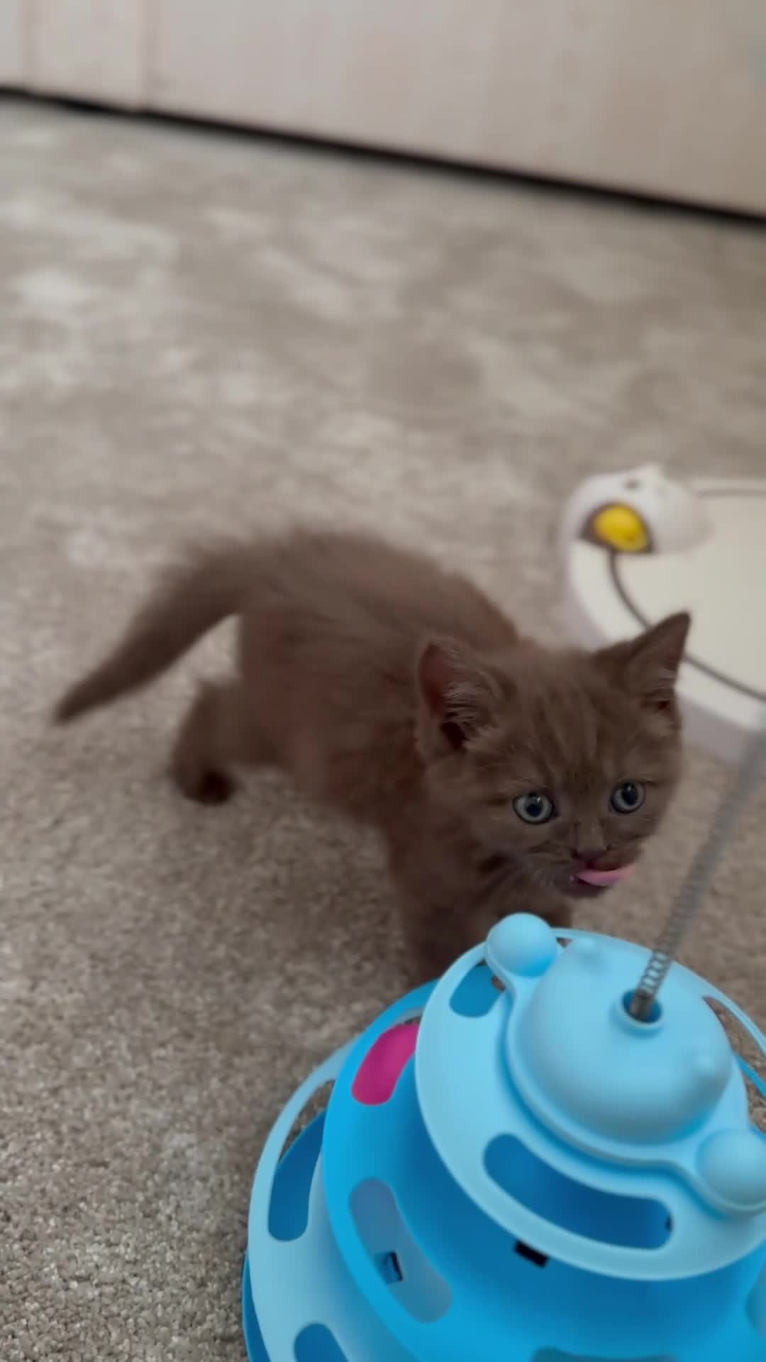 British Shorthair cats for sale: Champion bloodlines - Last cinnamon boy! - Video 2