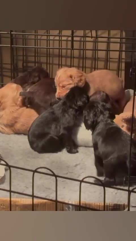 Cocker Spaniel dogs for sale: Working Cocker Spaniel Puppies Roan, Choc & Golden in Chard - Video 2