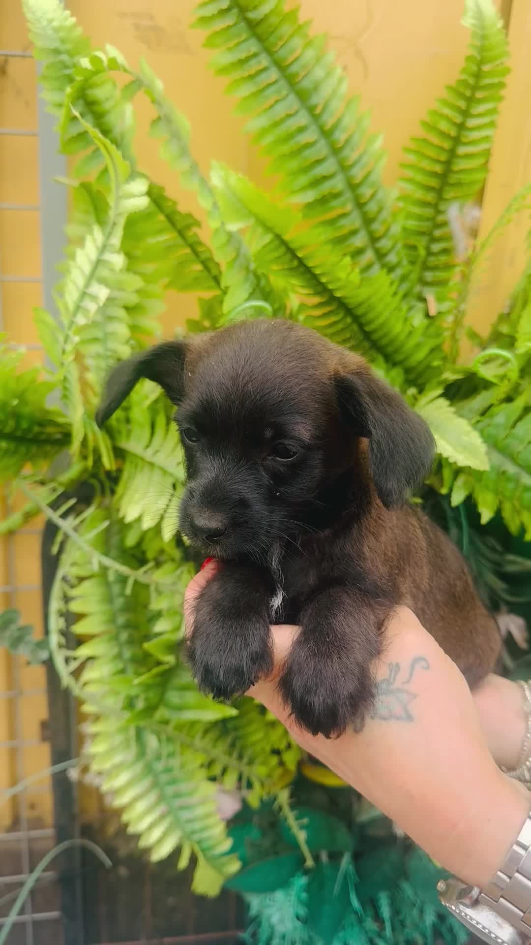 Jackapoo dogs for sale: Tiny jackapoos - Video 2