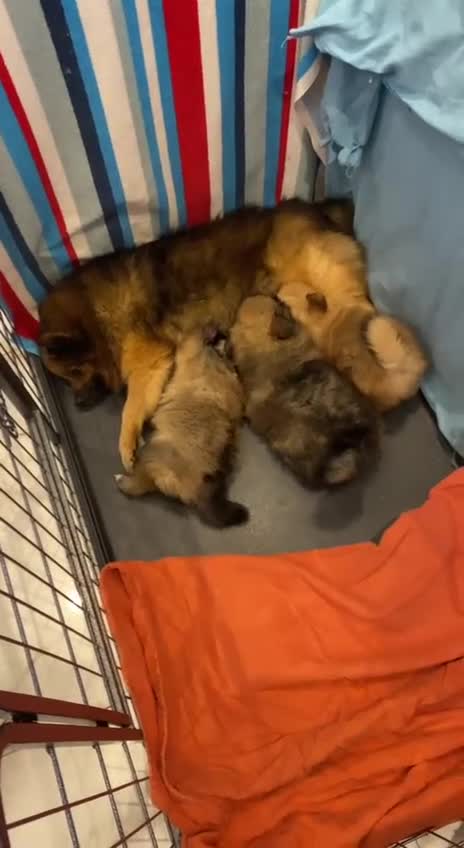 Pomeranian dogs for sale: Beautiful Pomeranians 🤍 - Video 1