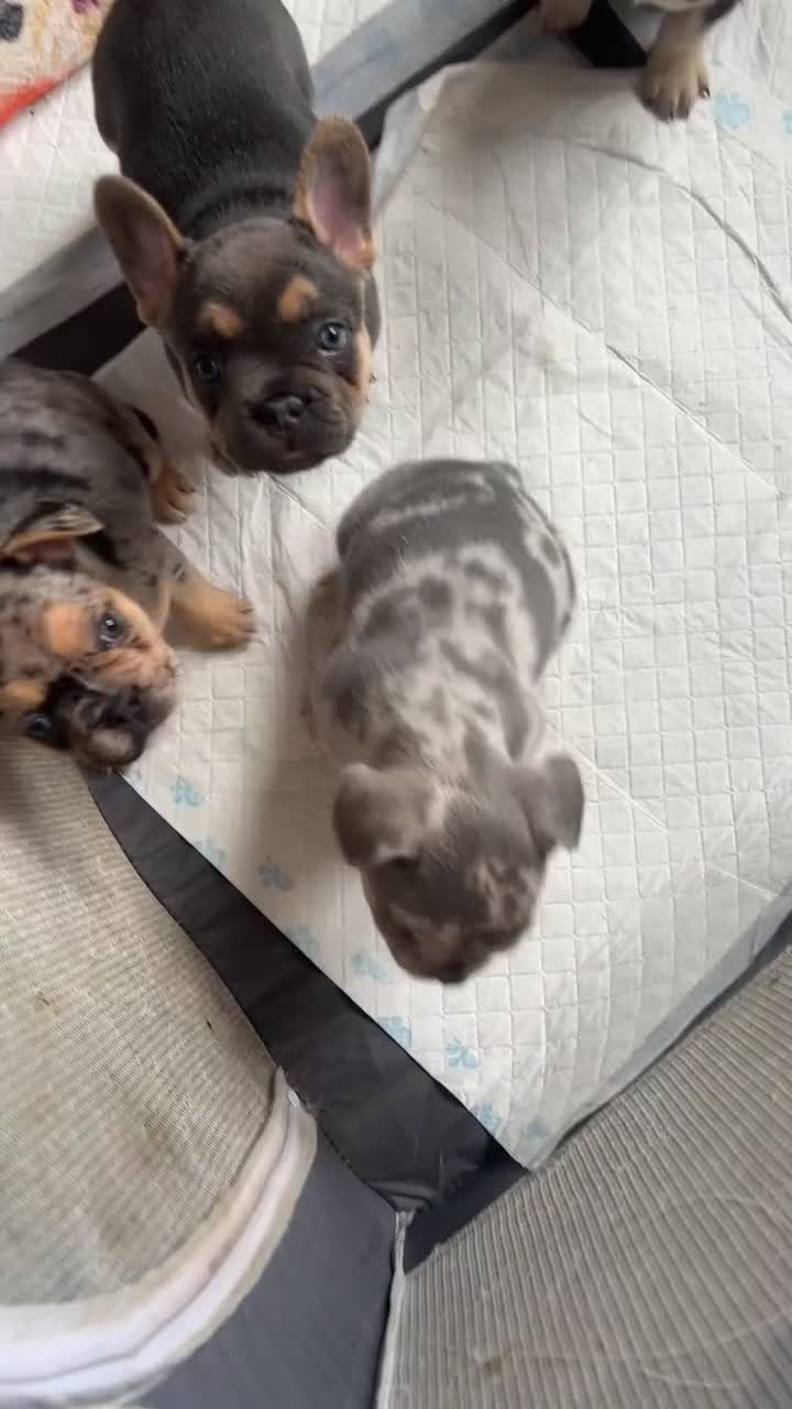 French Bulldog dogs for sale: French bulldog puppies fluffy carriers  - Video 2