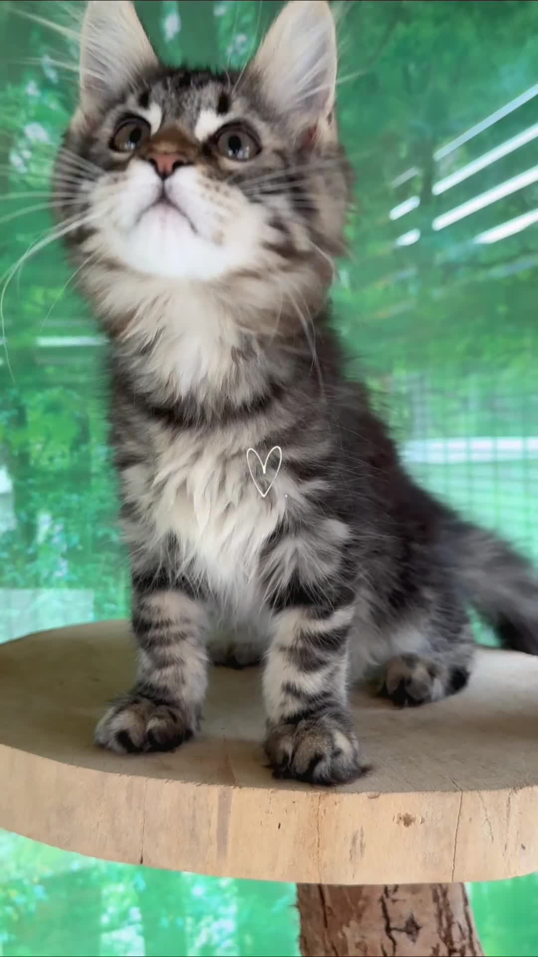 Maine Coon cats for sale: Top quality Maine coon kittens - Video 2