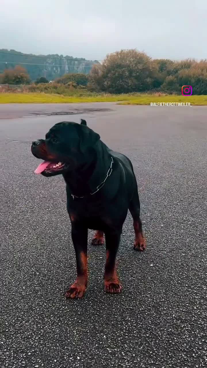 Rottweiler dogs for stud: Alfie  - Video 1