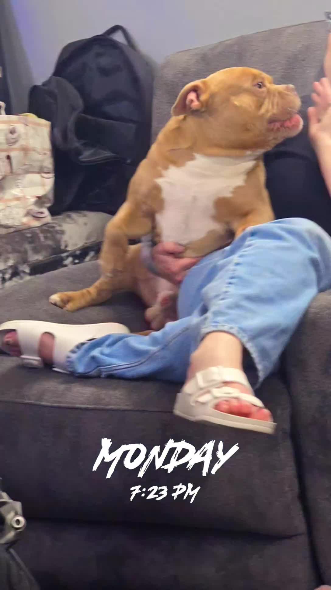 American Bully dogs for stud: Bully for stud - Video 1