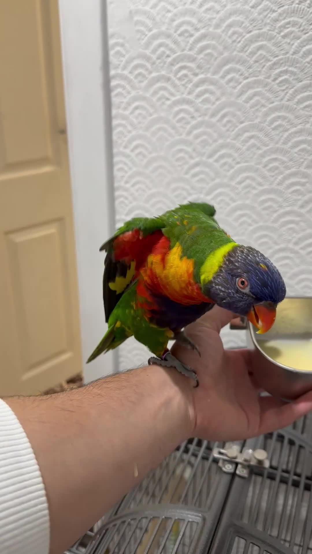 Lorikeets birds for sale: Beautiful male  lorikeet  silly tame for sale - Video 1