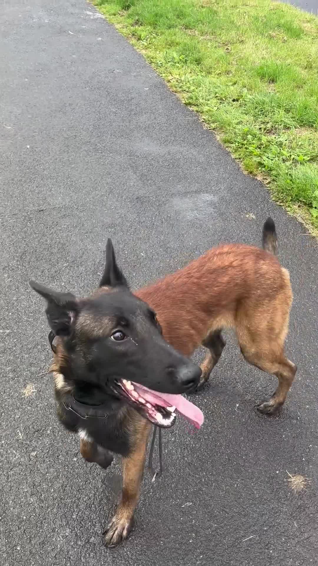 Belgian Shepherd Dog dogs for sale: Belgian Malinois/Shepherd - Video 2