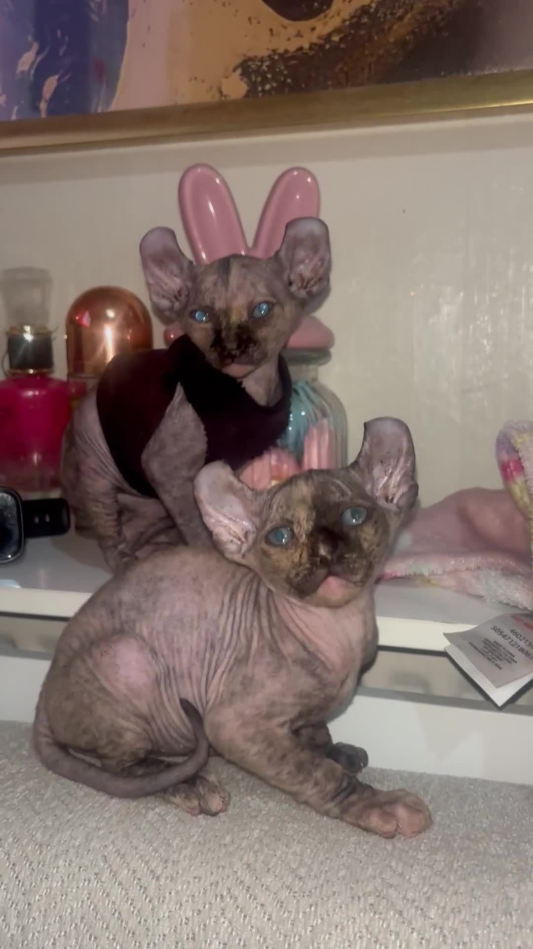 Sphynx cats for sale: Half Elf sphynx  - Video 3