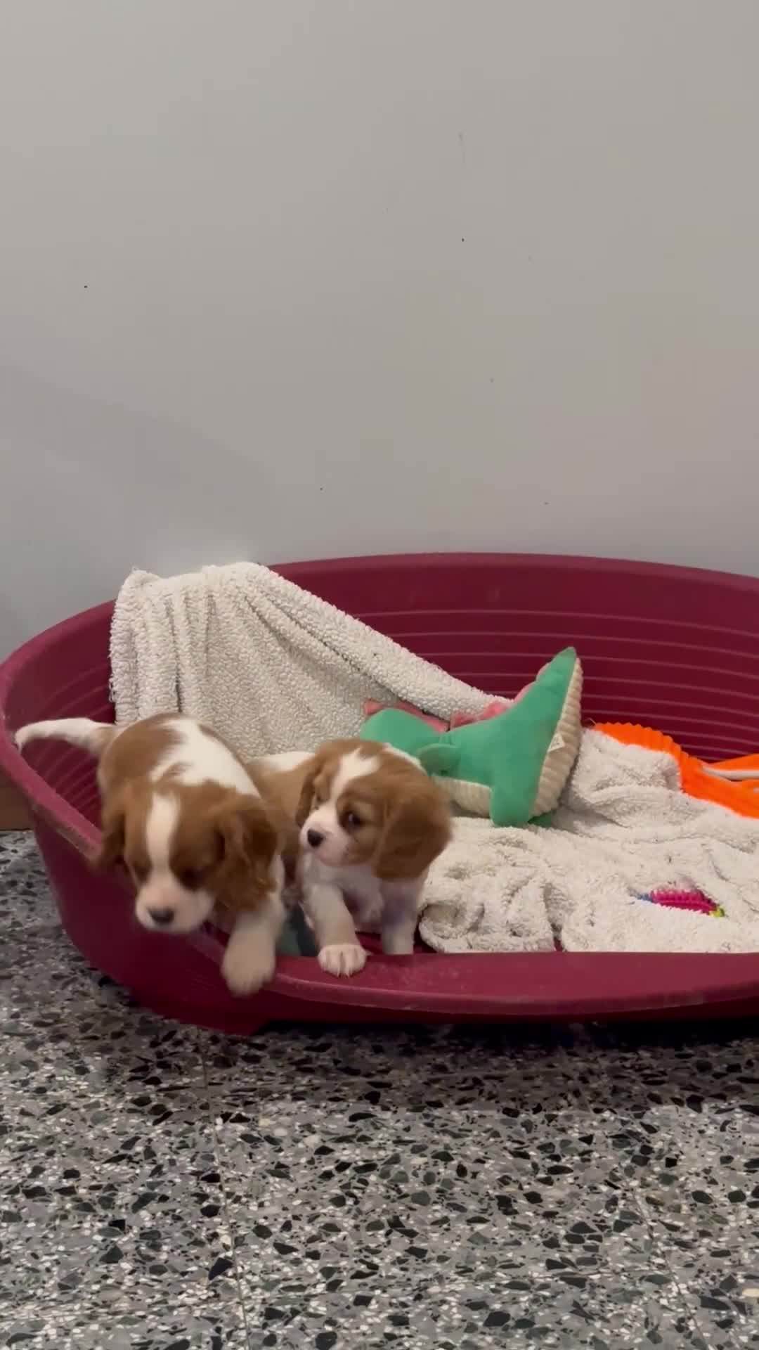 Cavalier King Charles Spaniel dogs for sale: Cavalier King Charles Spaniel puppies - Video 1